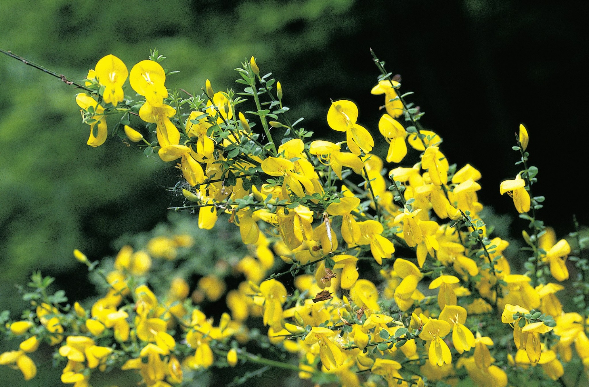 Жарновец метельчатый (Sarothamnus scoparius)