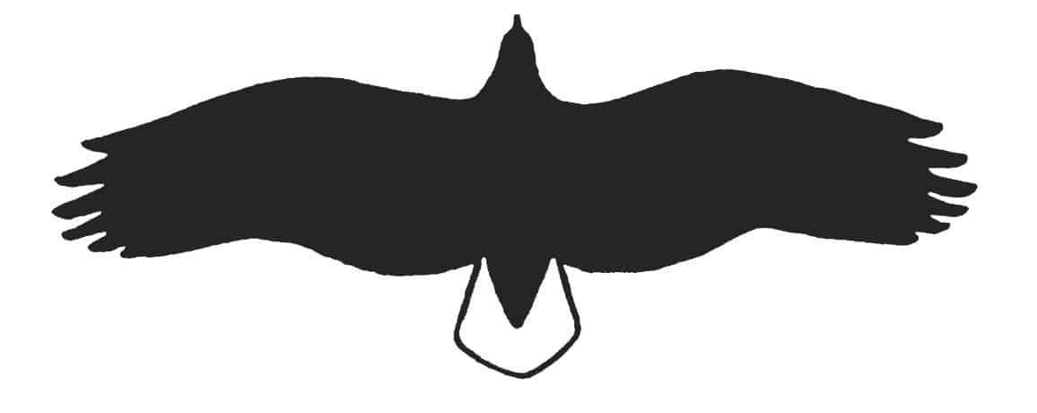 Abbildung eines adulten Seeadler