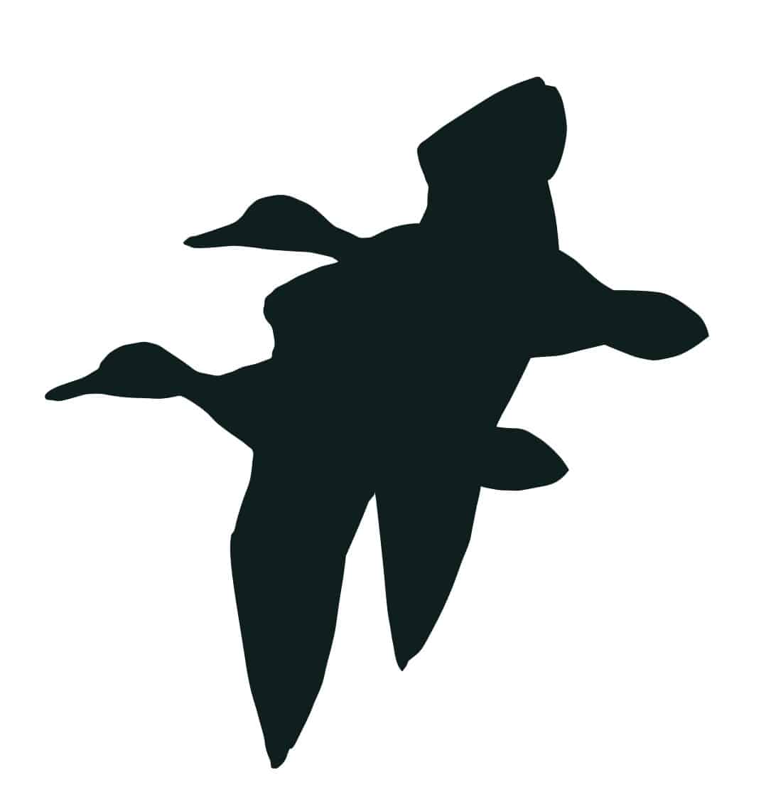 Flugsilhouette eines Stockentenpaares
