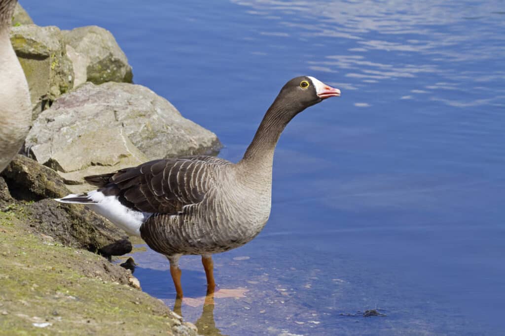 Lesser White-fronted Goose (Anser erythropus) by water. Endemic to Arctic Eurasia. Vulnerable. Captive.